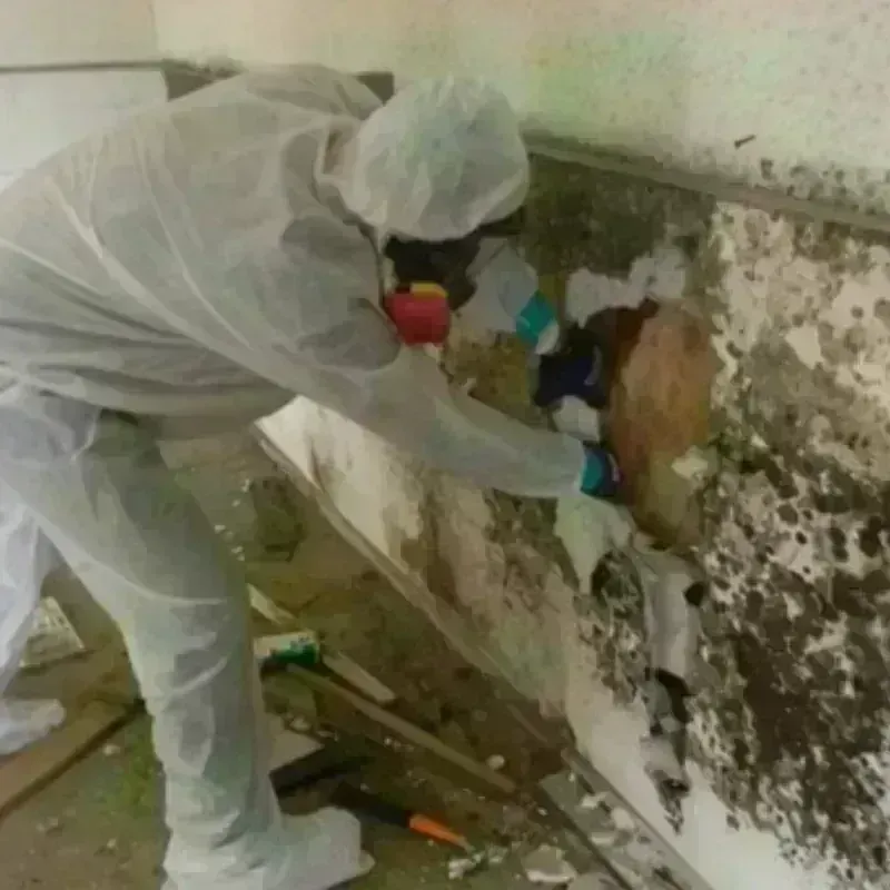 Mold Remediation and Removal in Edgewater, MD